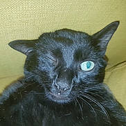 Malo a rejoint le concours — aidez-le/la à gagner de superbes lots ! black, black_cat, bombay, cat, cat_like_mammal, domestic_short_haired_cat, european_shorthair, fauna, fur, german_rex, korat, oriental_shorthair, small_to_medium_sized_cats, snout, whiskers