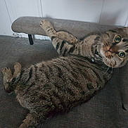 Pito a rejoint le concours — aidez-le/la à gagner de superbes lots ! american_shorthair, bengal, bobcat, california_spangled, carnivoran, cat, cat_like_mammal, domestic_short_haired_cat, dragon_li, european_shorthair, fauna, fur, kitten, ocicat, pixie_bob, small_to_medium_sized_cats, tabby_cat, toyger, whiskers, wild_cat