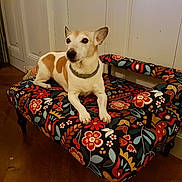 Tempus a rejoint le concours — aidez-le/la à gagner de superbes lots ! bed, carnivoran, chair, companion_dog, couch, dog, dog_bed, dog_breed, dog_like_mammal, floor, flooring, furniture, snout, table, textile