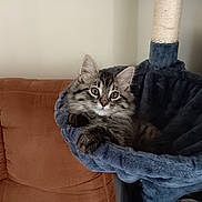 Odin joined the competition — help win amazing prizes! animal, cat, couch, cozy, curious, cute, domestic, feline, fluffy, furniture, hammock, indoor, kitten, pet, relaxed, resting, soft, tabby, whiskers, young
