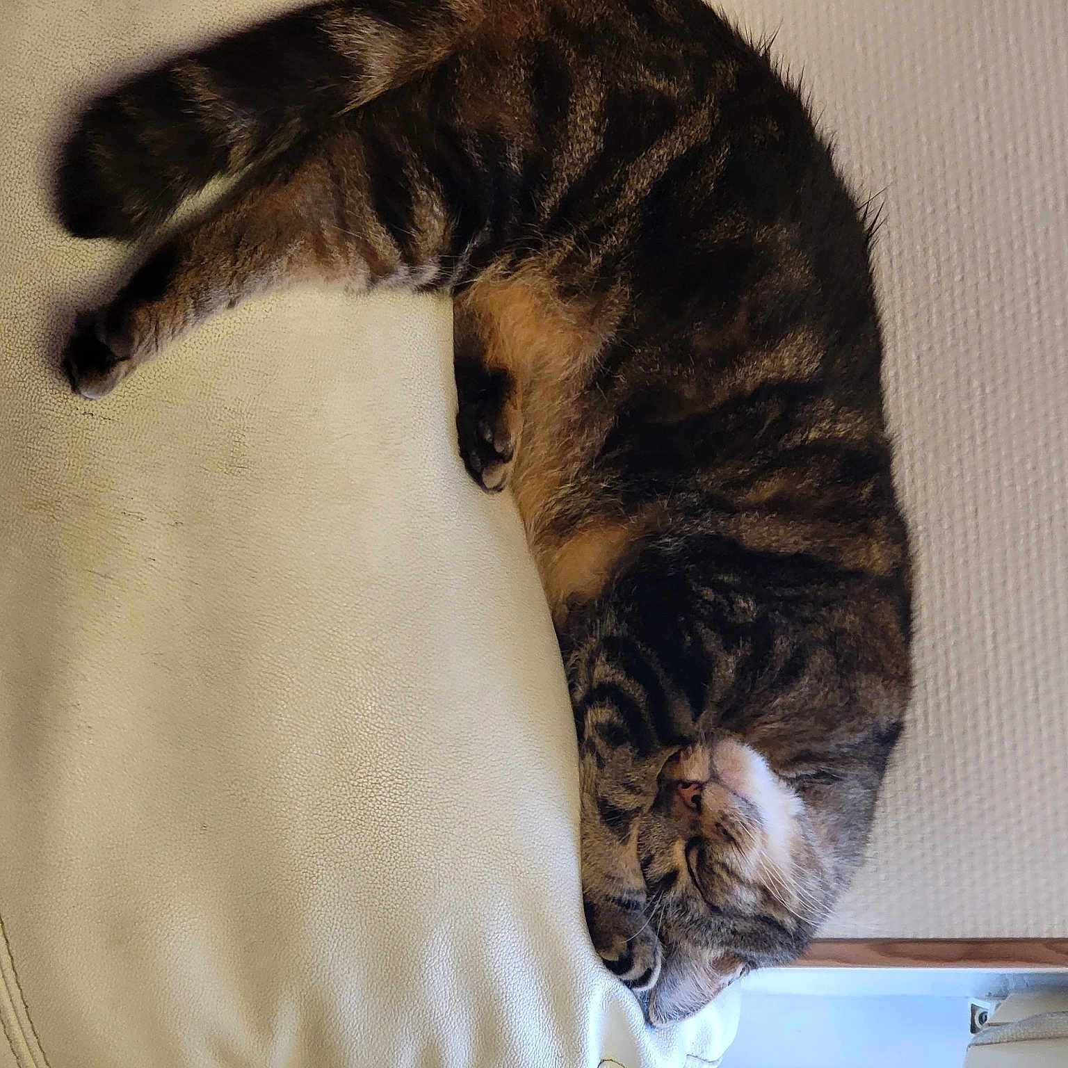 Chippolata