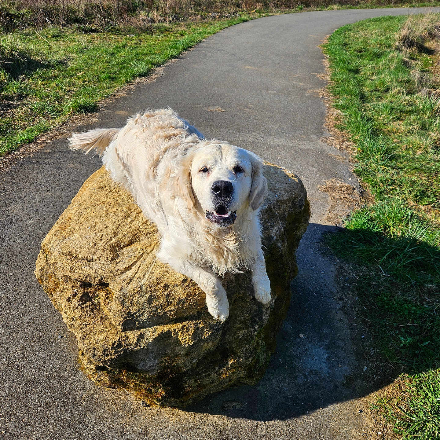 Vertigo participe au concours pour gagner de l'argent avec cette photo : animal, dog, face, fur, golden_retriever, grass, happy, moss, muzzle, nature, outdoor, park, path, pavement, pet, rock, shadow, sunny, trail, trees