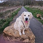 Vertigo a rejoint le concours — aidez-le/la à gagner de superbes lots ! countryside, dog, field, golden_retriever, grass, happy, hill, leash, nature, outdoor, path, paws, pet, portrait, rock, scenic, sitting, tongue_out, trail, trees