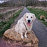 countryside, dog, field, golden_retriever, grass, happy, hill, leash, nature, outdoor, path, paws, pet, portrait, rock, scenic, sitting, tongue_out, trail, trees