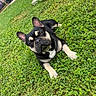 dog, french_bulldog, grass, outdoor, pet, animal, lawn, black, tan, ears, cute, lying_down, canine, nature, backyard, daylight, mammal, companion, resting, alert
