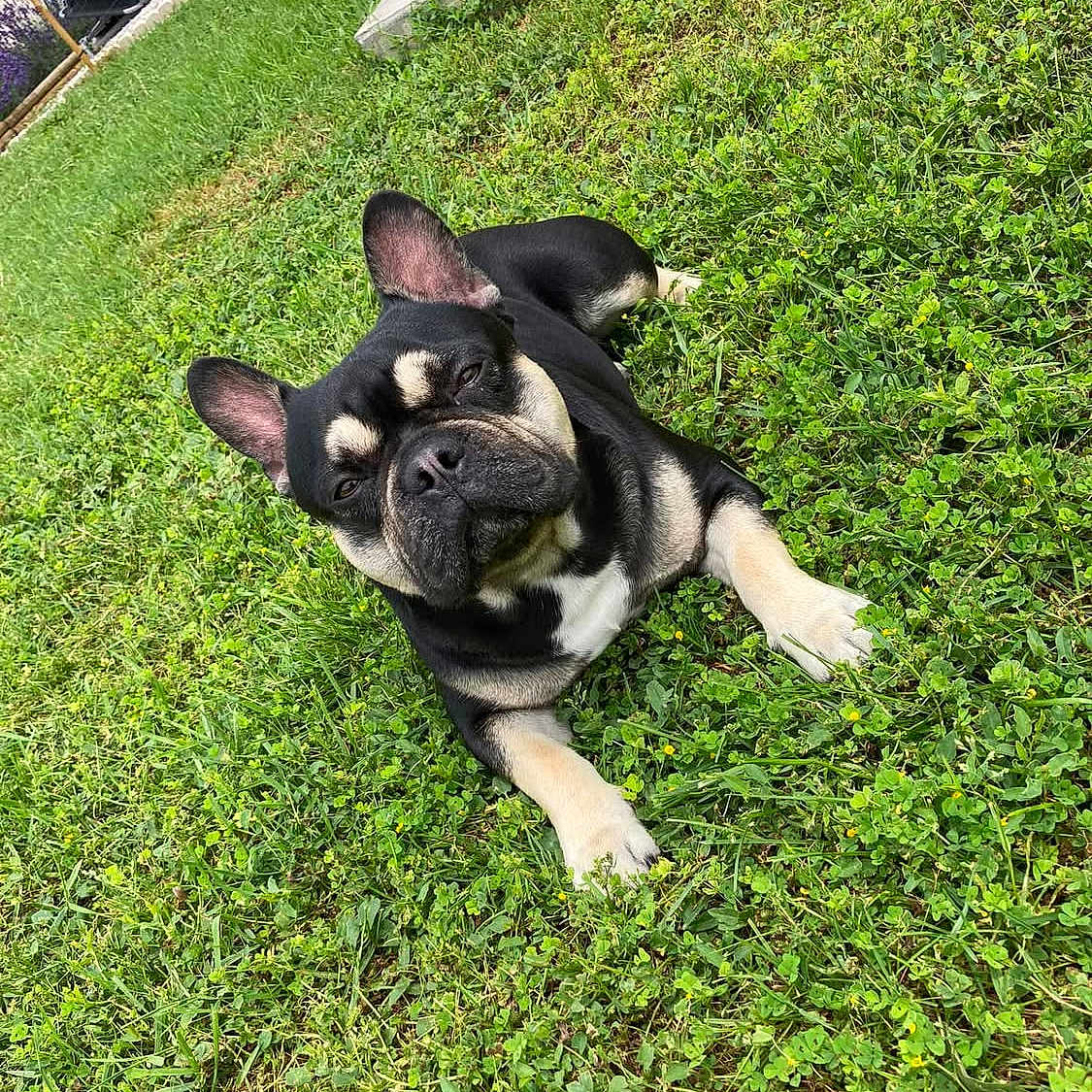 Tag a rejoint le concours — aidez-le/la à gagner de superbes lots ! dog, french_bulldog, grass, outdoor, pet, animal, lawn, black, tan, ears, cute, lying_down, canine, nature, backyard, daylight, mammal, companion, resting, alert