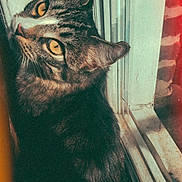 Tsuki is registered to the contest to win money with this photo: animal, cat, close_up, cozy, curious, domestic_cat, fur, indoor, looking_up, mammal, natural_light, nostalgic, pet, side_view, sunlight, tabby, vintage_filter, whiskers, window, yellow_eyes