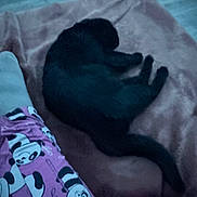 Babygirl is registered to the contest to win money with this photo: cat, black_cat, pet, sleeping, curled_up, nap, fluffy, fur, animal, pillow, bed, blanket, indoors, bedroom, cozy, resting, dark, low_light, panda_pattern, clothing