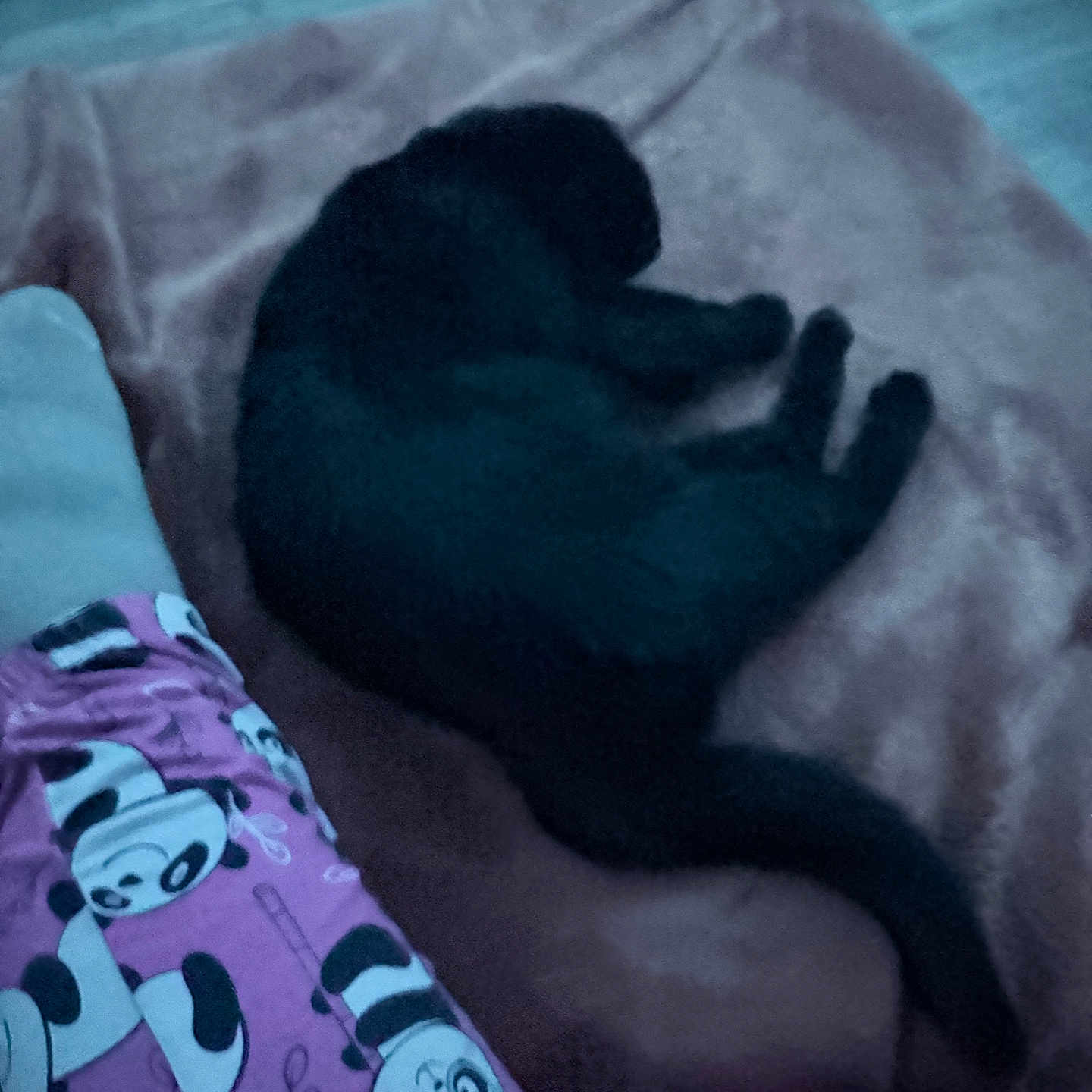 Babygirl is registered to the contest to win money with this photo: cat, black_cat, pet, sleeping, curled_up, nap, fluffy, fur, animal, pillow, bed, blanket, indoors, bedroom, cozy, resting, dark, low_light, panda_pattern, clothing