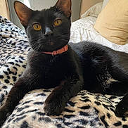 Sakura is registered to the contest to win money with this photo: black_cat, cat, pet, animal, feline, collar, yellow_eyes, leopard_print_blanket, blanket, bed, pillow, indoor, resting, fur, whiskers, cute, domestic_cat, closeup, relaxing, cozy