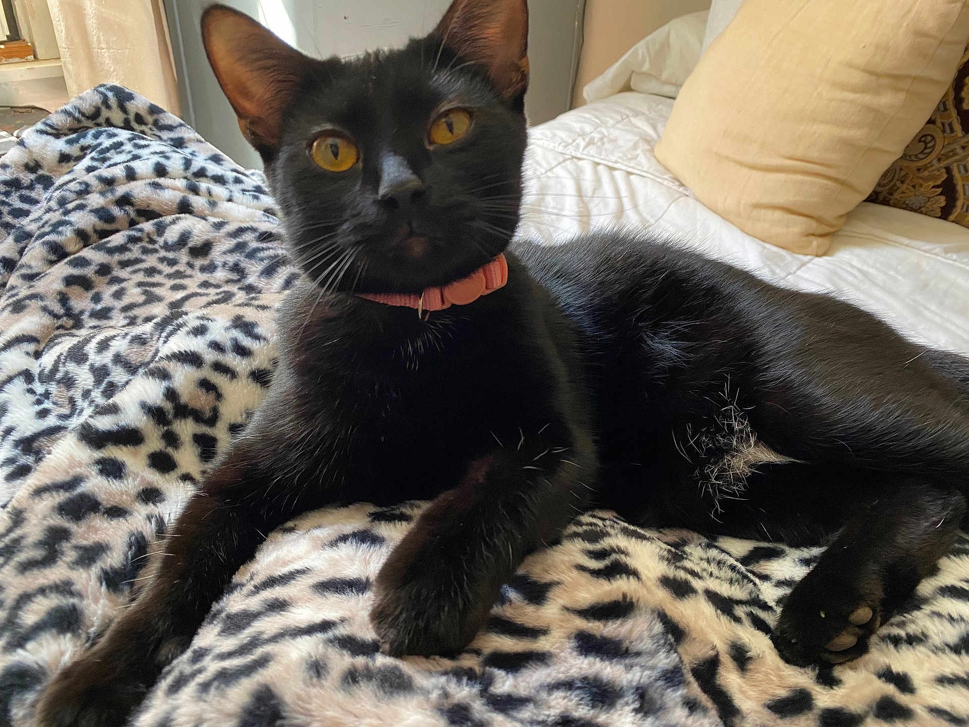 Sakura is registered to the contest to win money with this photo: black_cat, cat, pet, animal, feline, collar, yellow_eyes, leopard_print_blanket, blanket, bed, pillow, indoor, resting, fur, whiskers, cute, domestic_cat, closeup, relaxing, cozy