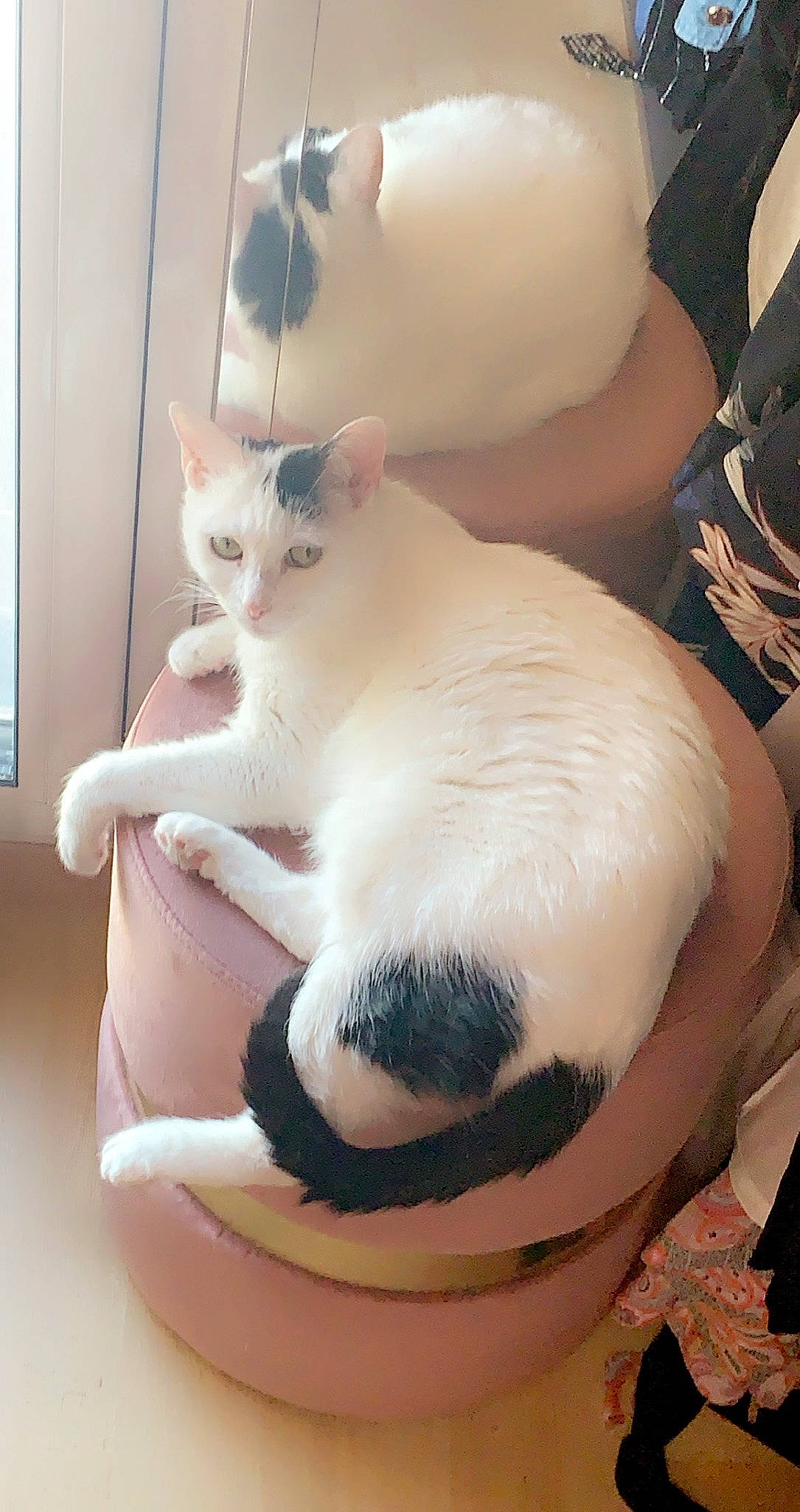 Mouna participe au concours pour gagner de l'argent avec cette photo : balinese, carnivore, cat, cat_bed, cat_supply, claw, comfort, domestic_short_haired_cat, fawn, felidae, foot, fur, paw, pet_supply, sitting, small_to_medium_sized_cats, snout, tail, whiskers, window