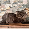 Bao a rejoint le concours — aidez-le/la à gagner de superbes lots ! cat, fluffy, gray, feline, pet, animal, indoor, resting, wood, table, stone_wall, texture, relaxed, sleepy, whiskers, ears, fur, mammal, domestic, cute