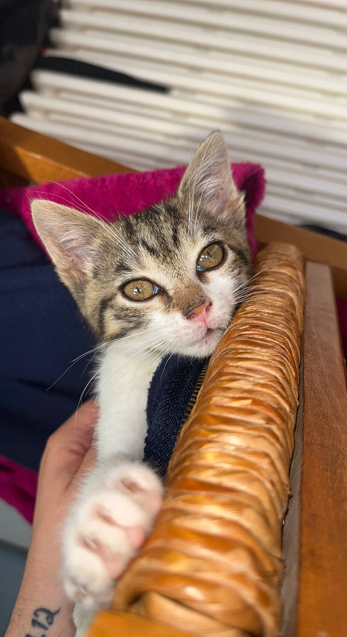 Malia a rejoint le concours — aidez-le/la à gagner de superbes lots ! carnivore, cat, comfort, couch, domestic_short_haired_cat, fawn, felidae, finger, foot, fur, hand, human_leg, nail, paw, sitting, small_to_medium_sized_cats, snout, tail, whiskers, wood