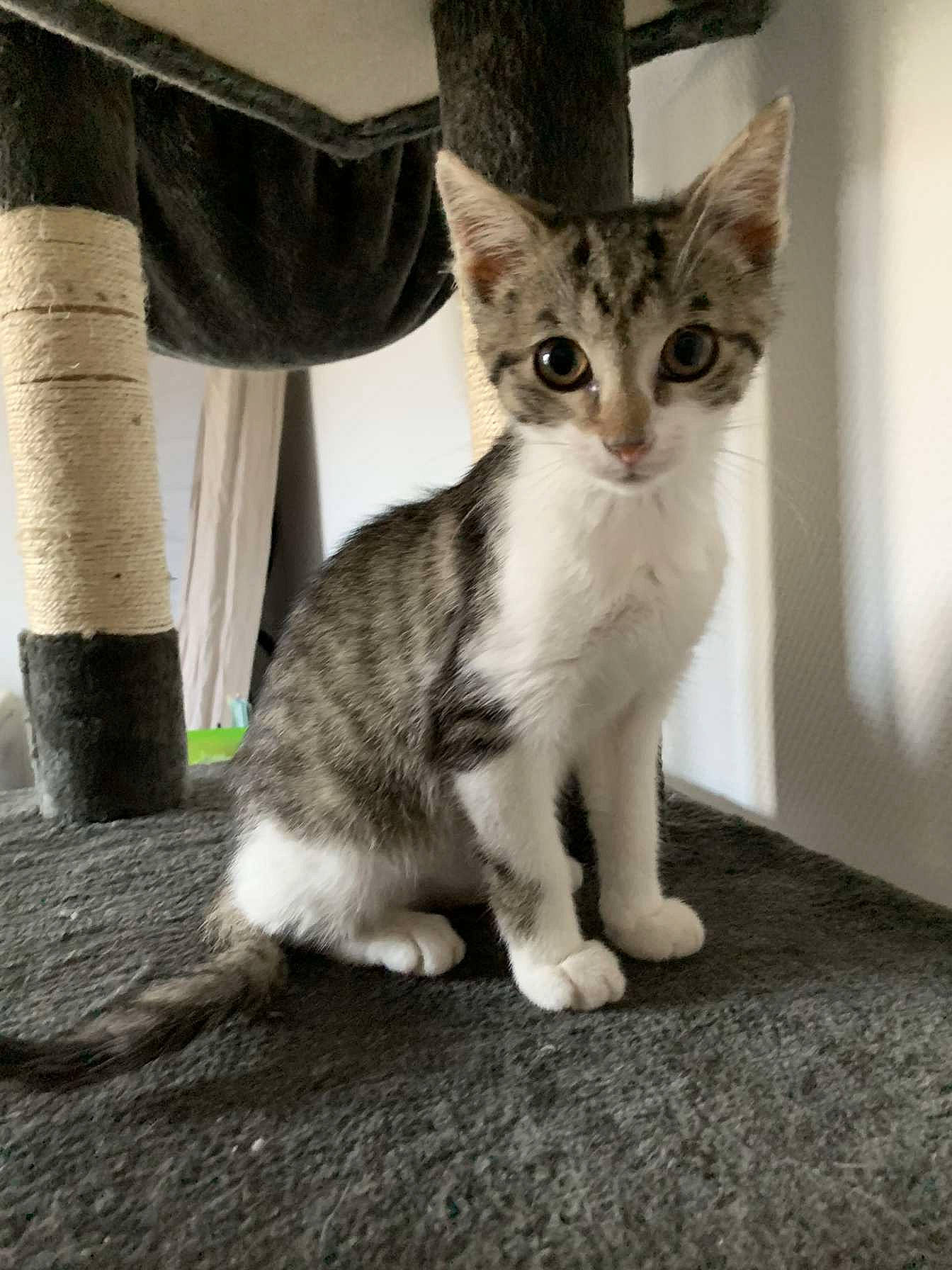 Malia participe au concours pour gagner de l'argent avec cette photo : carnivore, cat, claw, domestic_short_haired_cat, felidae, foot, fur, grey, paw, photo_caption, sitting, small_to_medium_sized_cats, snout, tail, terrestrial_animal, whiskers