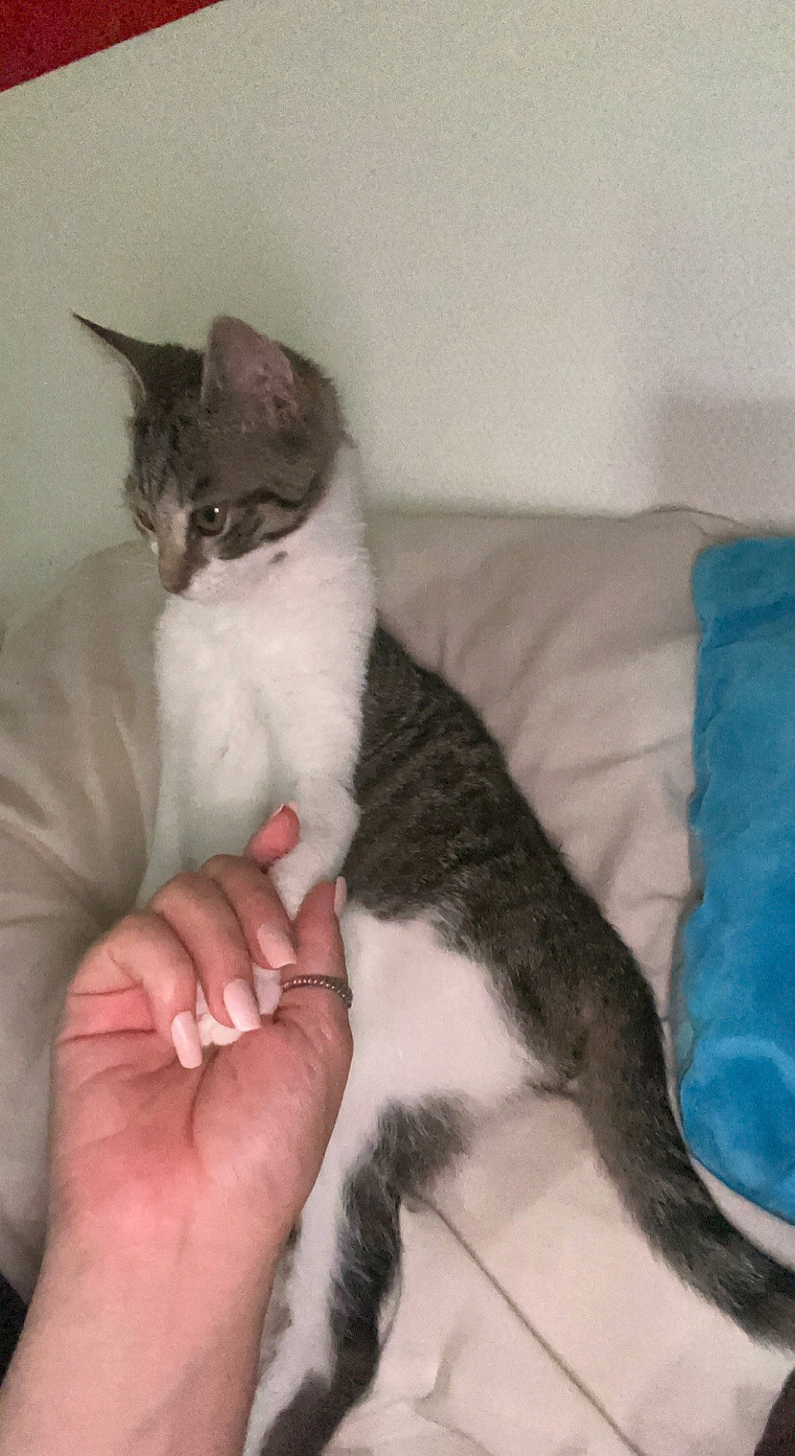 Malia a rejoint le concours — aidez-le/la à gagner de superbes lots ! carnivore, cat, claw, comfort, domestic_short_haired_cat, felidae, foot, fur, gesture, hand, human_leg, lap, nail, paw, sitting, small_to_medium_sized_cats, tail, thumb, whiskers