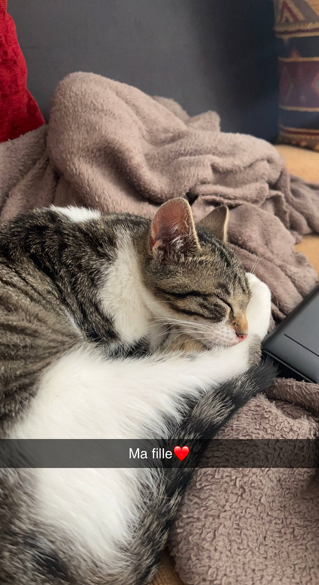 Malia a rejoint le concours — aidez-le/la à gagner de superbes lots ! carnivore, cat, claw, cloud, comfort, domestic_short_haired_cat, felidae, fur, grey, human_leg, metal, nap, paw, sitting, sky, small_to_medium_sized_cats, snout, square, tail, whiskers