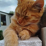 Moxxie-Machin a rejoint le concours — aidez-le/la à gagner de superbes lots ! cat, kitten, orange_tabby, sleeping, paws, close_up, fur, whiskers, outdoor, sky, cloudy, animal, pet, cute, relaxed, resting, texture, white_surface, young_cat, feline