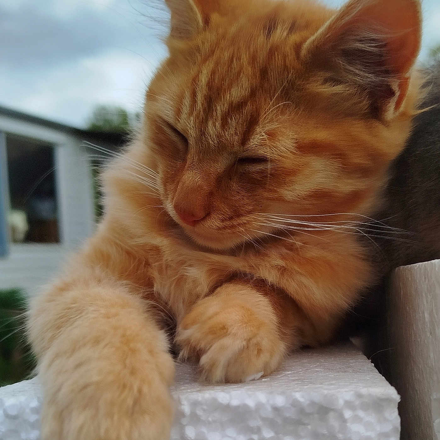 Moxxie-Machin a rejoint le concours — aidez-le/la à gagner de superbes lots ! animal, cat, close_up, cloudy, cute, feline, fur, kitten, orange_tabby, outdoor, paws, pet, relaxed, resting, sky, sleeping, texture, whiskers, white_surface, young_cat