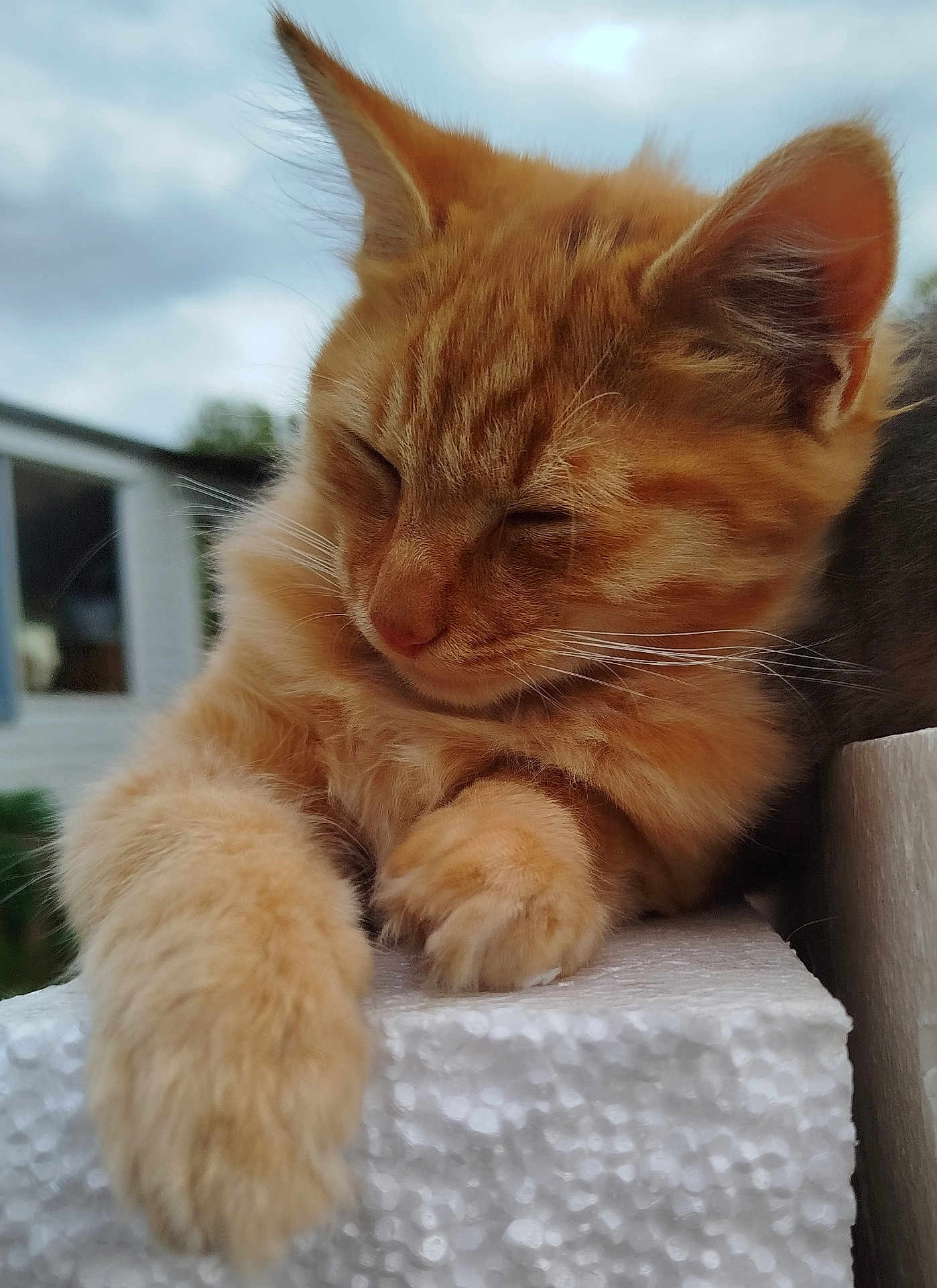 Moxxie-Machin a rejoint le concours — aidez-le/la à gagner de superbes lots ! cat, kitten, orange_tabby, sleeping, paws, close_up, fur, whiskers, outdoor, sky, cloudy, animal, pet, cute, relaxed, resting, texture, white_surface, young_cat, feline