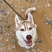 Aria a rejoint le concours — aidez-le/la à gagner de superbes lots ! dog, siberian_husky, smiling, happy, pet, animal, fur, ears, face, canine, outdoor, sand, rocks, tail, closeup, looking_up, tongue, collar, nature, friendly