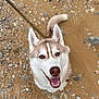 dog, siberian_husky, smiling, happy, pet, animal, fur, ears, face, canine, outdoor, sand, rocks, tail, closeup, looking_up, tongue, collar, nature, friendly