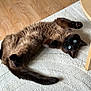 cat, siamese, blue_eyes, fluffy, lying_down, paws, relaxed, indoor, rug, wooden_floor, table_leg, pet, fur, whiskers, domestic_animal, cozy, home, curled_tail, playful, animal