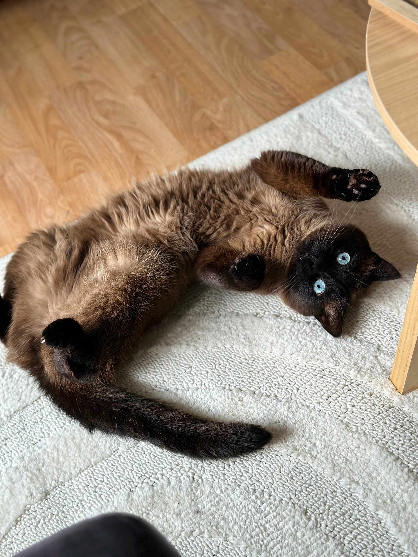 Jon Snow participe au concours pour gagner de l'argent avec cette photo : cat, siamese, blue_eyes, fluffy, lying_down, paws, relaxed, indoor, rug, wooden_floor, table_leg, pet, fur, whiskers, domestic_animal, cozy, home, curled_tail, playful, animal