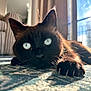Jon Snow participe au concours pour gagner de l'argent avec cette photo : cat, black_cat, blue_eyes, paw, claws, carpet, indoor, sunlight, shadow, window, furniture, close_up, animal, pet, relaxing, lying_down, focus, reflection, soft_light, cozy
