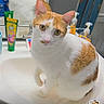 animal, bathroom, cat, cute, faucet, feline, green_packaging, indoors, mirror, orange_and_white, orange_fur, pet, portrait, sink, sitting, soap_dispenser, toiletries, toothpaste, white_fur, wide_eyed
