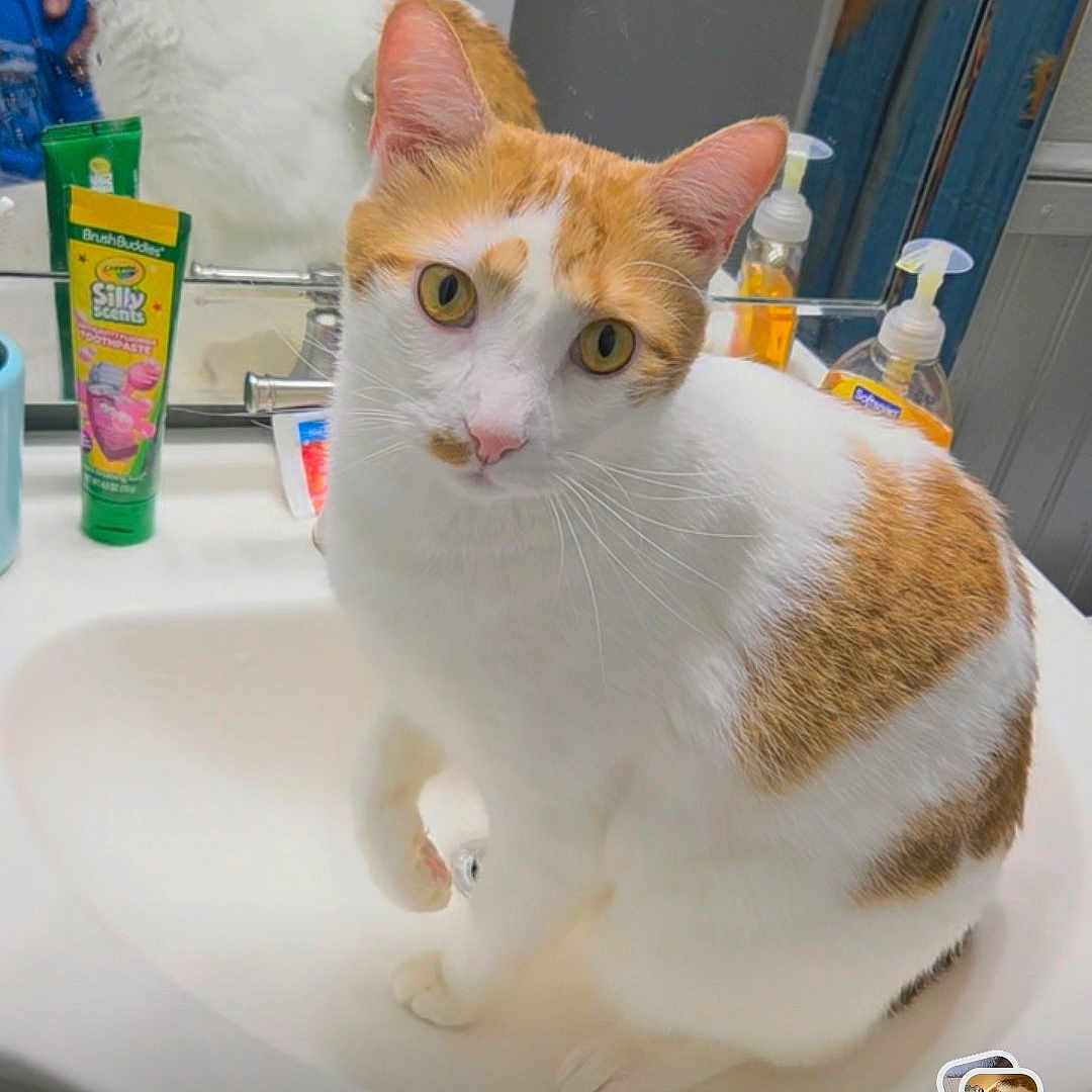 Simba joined the competition — help win amazing prizes! animal, bathroom, cat, cute, faucet, feline, green_packaging, indoors, mirror, orange_and_white, orange_fur, pet, portrait, sink, sitting, soap_dispenser, toiletries, toothpaste, white_fur, wide_eyed