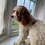 Reggie is registered to the contest to win money with this photo: dog, curly_fur, brown_and_white, windowsill, window, looking_out, indoor, pet, animal, close_up, side_view, natural_light, screen, curtains, resting, thoughtful, fluffy, domestic_animal, companion, quiet