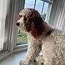 dog, curly_fur, brown_and_white, windowsill, window, looking_out, indoor, pet, animal, close_up, side_view, natural_light, screen, curtains, resting, thoughtful, fluffy, domestic_animal, companion, quiet
