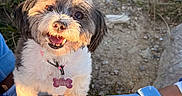 Kali is registered to the contest to win money with this photo: dog, small_dog, shih_tzu, pet, puppy, black_and_white, fluffy, furry, happy, smiling, open_mouth, brown_eyes, collar, dog_tag, leash, outdoor, garden, gravel, sunlight, portrait