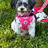 dog, small_dog, fluffy, long_hair, pink_harness, pet_clothing, polka_dot, outdoor, grass, garden, greenery, sitting, portrait, closeup, black_and_white_fur, white_fur, pink, leash, person, sunlight