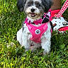 Kali is registered to the contest to win money with this photo: dog, small_dog, shih_tzu, pet, animal, outdoor, grass, garden, portrait, sitting, smiling, happy, fluffy, long_hair, black_and_white, pink_harness, scarf, leash, checkered_pattern, sunlight