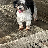 Kali is registered to the contest to win money with this photo: dog, puppy, black_and_white, fluffy, small_breed, standing, tongue_out, happy, portrait, pet, canine, fur, long_hair, wooden_floor, rug, indoor, home, looking_at_camera, cute, animal