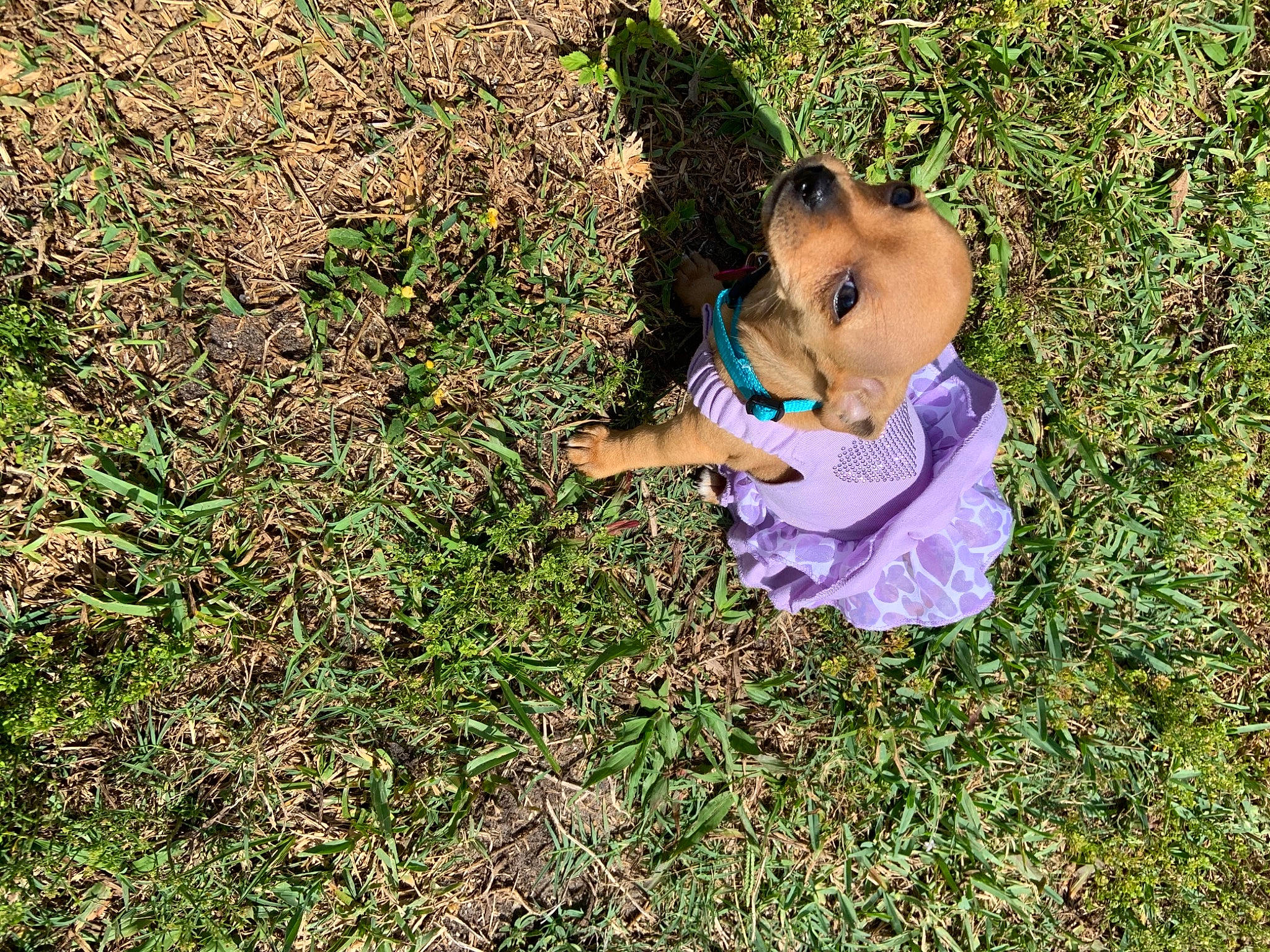 Tinkerbell is registered to the contest to win money with this photo: baby, canidae, carnivore, companion_dog, dog, dog_breed, fawn, field, grass, grassland, groundcover, happy, lawn, leisure, people_in_nature, plant, sitting, soil, toddler, tree