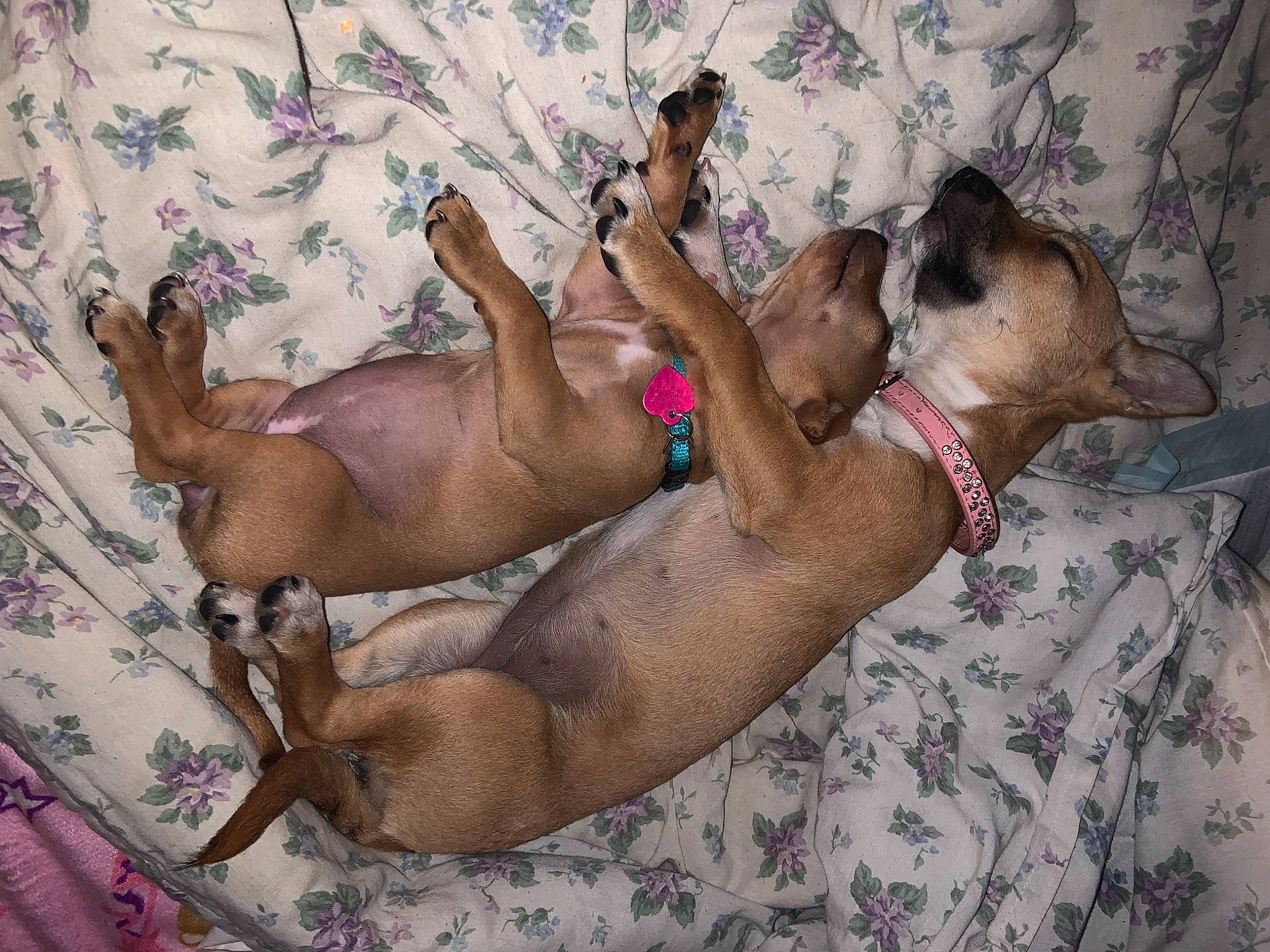 Tinkerbell joined the competition — help win amazing prizes! art, barechested, carnivore, chest, comfort, dog, fawn, foot, human_leg, illustration, navel, non_sporting_group, swimwear, thigh, visual_arts