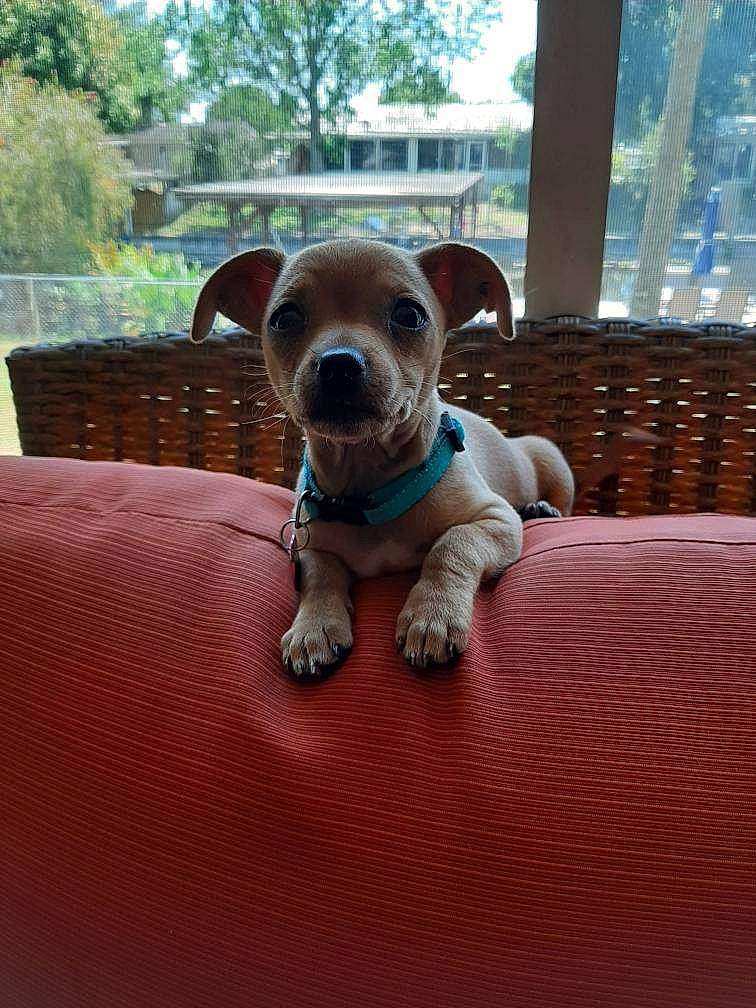 Tinkerbell joined the competition — help win amazing prizes! canidae, carnivore, collar, comfort, companion_dog, dog, dog_breed, fawn, fence, pet_supply, sky, snout, sporting_group, tail, terrestrial_animal, toy_dog, tree, whiskers, wood, working_animal