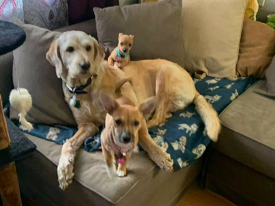 Kobe joined the competition — help win amazing prizes! canidae, carnivore, chair, collar, comfort, companion_dog, couch, dog, dog_breed, dog_supply, fawn, flooring, furniture, gun_dog, hardwood, retriever, snout, sporting_group, wood, working_animal