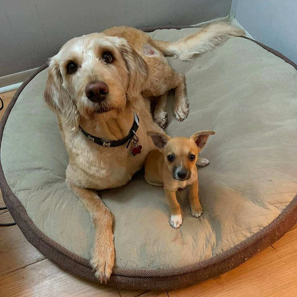 Kobe joined the competition — help win amazing prizes! carnivore, chair, collar, comfort, companion_dog, couch, dog, dog_bed, dog_breed, dog_collar, dog_supply, fawn, flooring, paw, pet_supply, retriever, snout, toy_dog, wood, working_animal