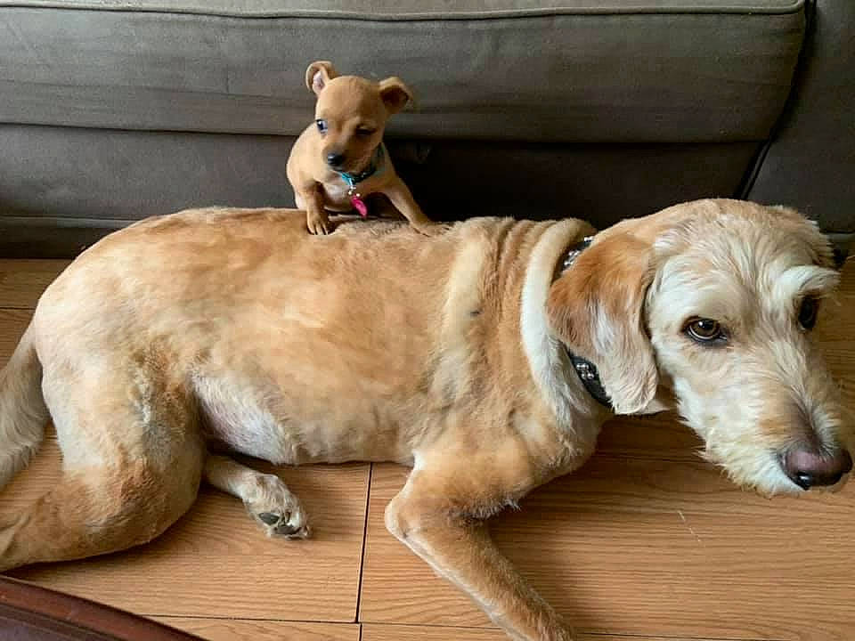 Kobe is registered to the contest to win money with this photo: carnivore, chair, collar, companion_dog, couch, dog, dog_breed, dog_collar, dog_supply, fawn, flooring, fur, hardwood, mammal, paw, pet_supply, snout, tail, wood, working_animal