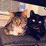 Chispita is registered to the contest to win money with this photo: animal, black_cat, cat, companions, cozy, cushion, domestic, ears, feline, fur, home, indoor, pair, pets, relaxing, resting, stool, tabby_cat, whiskers, window_ac