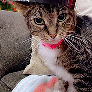 Chispita is registered to the contest to win money with this photo: animal, blanket, cat, closeup, couch, cozy, cute, domestic_animal, eyes, face, feline, fur, graduation_cap, indoor, pet, pink_collar, portrait, resting, tabby, whiskers