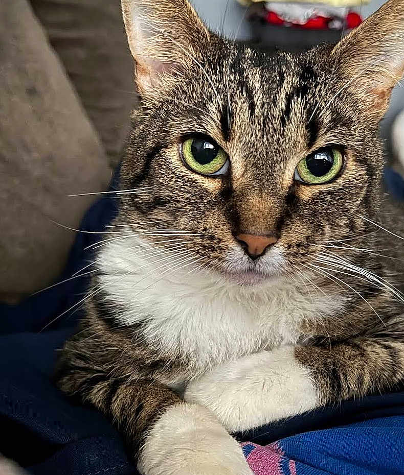 Chispita joined the competition — help win amazing prizes! animal, cat, close_up, cute, domestic_cat, eyes, face, feline, fur, green_eyes, indoor, mammal, paw, pet, portrait, relaxed, resting, tabby, whiskers, white_paws