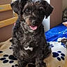 dog, small_dog, black_dog, pet, indoor, blanket, paw_print, fur, tongue_out, cute, animal, sitting, happy, wooden_furniture, bed, cozy, companion, domestic, portrait, friendly