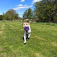 Tommy is registered to the contest to win money with this photo: dog, running, grass, outdoor, ball, playful, pet, nature, sunny, blue_sky, clouds, trees, greenery, canine, active, daytime, animal, excited, fetch, park
