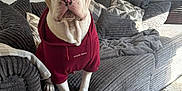 Tommy is registered to the contest to win money with this photo: dog, hoodie, maroon, couch, grey, pillows, indoor, carpet, furniture, pet, canine, sitting, looking, ears, snout, paws, light, shadow, cozy, home