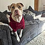dog, hoodie, maroon, couch, grey, pillows, indoor, carpet, furniture, pet, canine, sitting, looking, ears, snout, paws, light, shadow, cozy, home